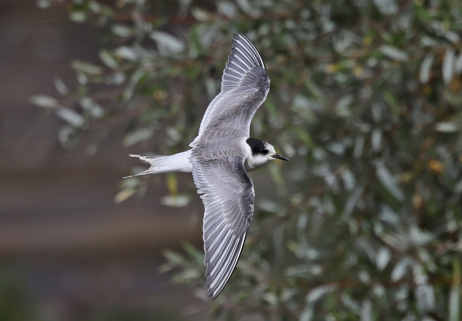 Parution du P'tit Grav' vol. 17